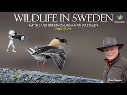 WILDLIFE PHOTOGRAPHY, Journey through Härjedalen in Sweden, Nature and Bird Photography Adventure