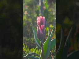 Dramatic Bulbs in Perennial Garden #gardening #springdiaries #botanylovers #garden #tulip #bulbs