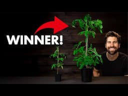 Compost vs. Fertilizer: I TESTED Potting Up Tomatoes with 5 Fertilizers - Here's What Happened!