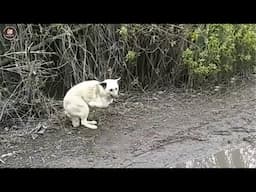Discarded like trash with 2 Legs left, he burst in tears after being loved again