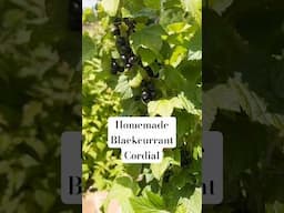 One of the perks of growing blackcurrants in our garden 😍 #garden #recipe