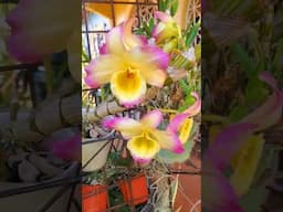 What's so fantastic about this? #orchidgarden #growingorchidsinjamaica #dendrobium #jamaica