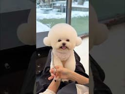 인형 가지고 장난치지 맙시다