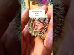 Pied baby hedgehog? #hedgehog #animal #shorts