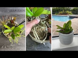 How I Rescued a Dying Orchid