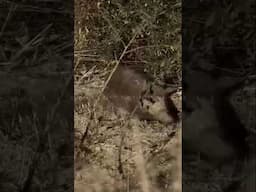 Airguns for serious hog hunting #hunting #airgunhunting #pcpairgun