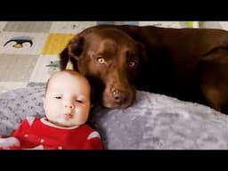 Babies and Pets Being Hilariously Cute Together! ❤️