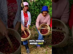 Philippine Coffee: A Bold Brew with a Rich History