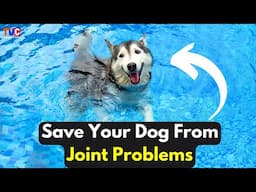 SAVE Your Dog From Joint Problems! Here's The Best Solution