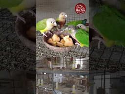 பறவை வளர்ப்பில் லாபம் ஈட்டும் ரகசியம்🐦Bird Farming Tips in Tamil #Shorts #birdspecies #birdforsale