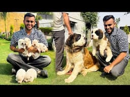 India’s Biggest Dog Farm in Haryana 😱 | Saint Bernard & White Husky