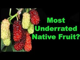 Red Mulberry Facts That Will Surprise You!