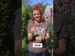 Grow Sweet Peas: Your Easy Guide to Stunning Blooms