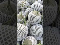 Mùa Vụ Khó Khăn Nhất Thị Trường
