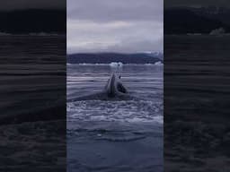 Huge humpback whale in the Arctic #shorts #whale #arctic