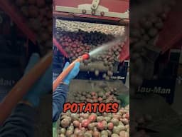 Spray painting our potatoes #farming