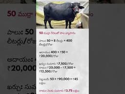 50 గేదెలతో ఎంత లాభం? | Daily Profit from 50 Murrah Buffaloes#shorts #dairyfarm