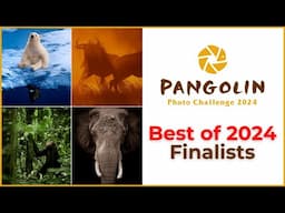 The Best Wildlife Photos of 2024 | Pangolin Photo Challenge