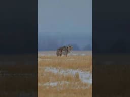 243 win vs Coyote