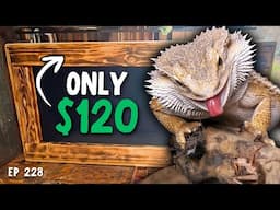 How to Build Cheap DIY Reptile Enclosures & Snake Racks