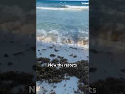 2025 Cancun Seaweed/Sargassum Update 🌊‼️ #cancun #travelupdates