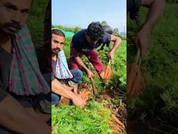 Carrot Harvest in Ooty.