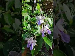 Flor-borboleta ou Flor-azul (Rotheca Myricoides) #plantasdecasa #flores #flowers #gardenlove #shorts