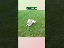 Front Yard Takeover - Shih Tzu Zoomies in Progress! 💨🤣 #shorts #shihtzu #zoomies