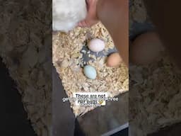 Tiny Chicken Wants to Hatch Eggs | Serama Chicken #backyardchickens #chickenkeeping #babychickens