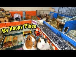 Another Day In Guinea Pig Paradise