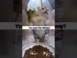 Me at 3AM Looking for Snacks… #cateatfood #catfunny #shorts