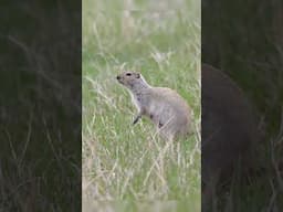 Richardson's Ground Squirrels - but we call them Gophers