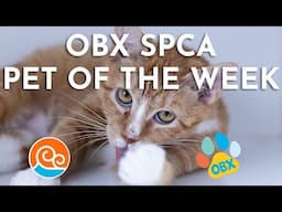 Outer Banks SPCA Pet of the Week: Mitzi (May 12, 2025)