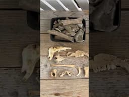 Hidden treasures under the floor boards