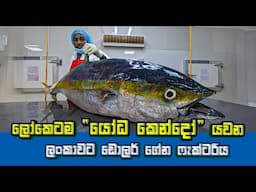 "Sri Lanka's Seafood Giant: Giant Tuna Processing for Export"