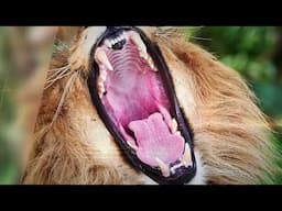 What Is Natures Most LETHAL Weapon?