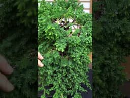 Juniper Bonsai #juniper #bonsaitree #diy