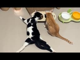 Cats power saving mode 😹 Lazy Cat