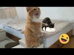 Try Not To Laugh Cats And Dogs Videos 😁 - BEST Funny Animal Videos 2025 #20