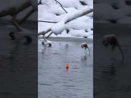 INSANE CREEK STEELHEAD BOBBER DOWN! #floatfishing #fishing #steelhead #troutfishing #bobberdown