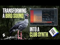 How To Turn a Bird Sound Into a Club Synth (Try This)