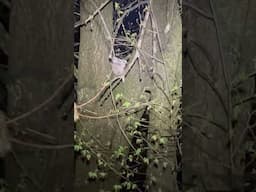 ‼️🚨🦝RARE RACCOON🦝🚨‼️ #shorts #short #shortvideo #shortsvideo #trending #viral