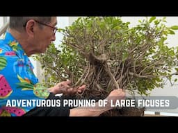 Adventurous Pruning of Large Ficuses