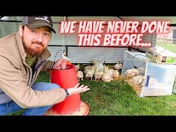 We Made A BIG MISTAKE With These Chickens