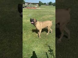It is so easy to make these boys happy!! #englishmastiff  #Colossusthemastiff #mastiffslovewater