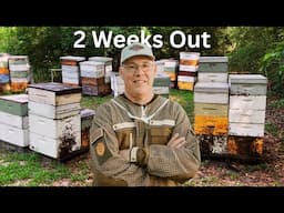 Honey Harvest is 2 Weeks Away | Simplkomb Update