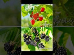 MUST KNOW differences between blackberries & raspberries! #gardening #homestead #berries