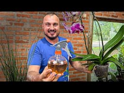 CAMOMILA + CAVALINHA  O Defensivo Natural Mais Poderoso para Suas Plantas!