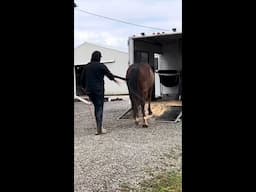 Trailer Loading at Liberty - Level 4 audition