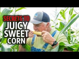 5 Tips | Growing Sweet Corn